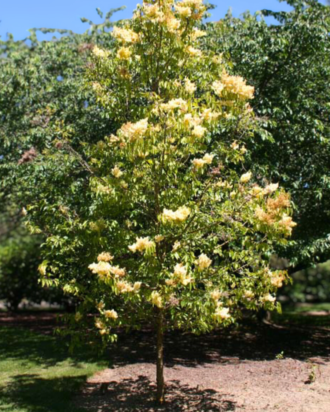 Beijing Gold Tree Lilac with dark green leaves and large plumes of pale yellow flowers.